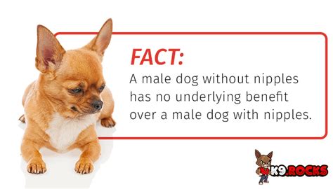 Does Male Dogs Have Nipples – [Vet Explains Pets]